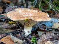 Größerer hellbrauner Pilz im Blätterwald